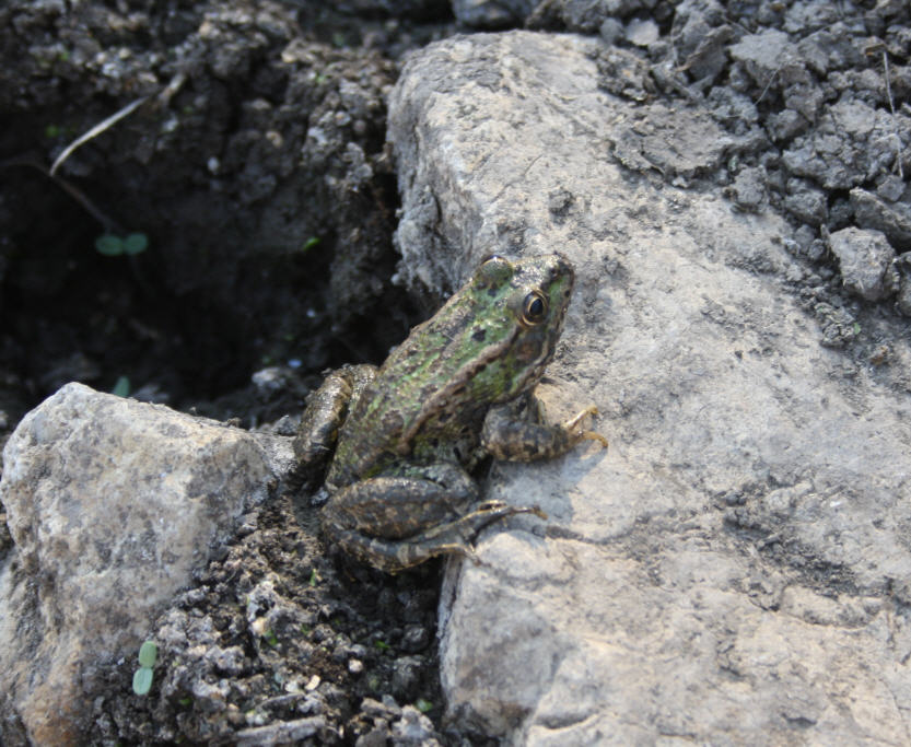 Pelophylax sp. (Sicilia)